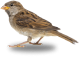 banner-img-2-bird